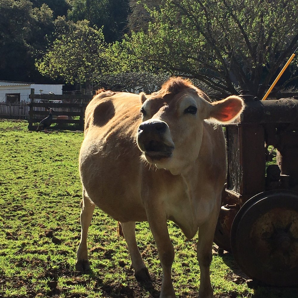 Deer Hollow Farm - Kids Activities Near Me - Cupertino, California