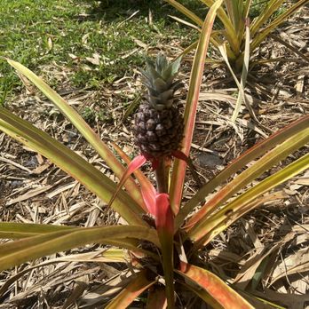 Lydgate Farms - Sugarloaf Pineapple - Botanical Gardens Near Me - Kapaa, Hawaii Lydgate Farms - Sugarloaf Pineapple - Botanical Gardens Near Me - Kapaa, Hawaii
