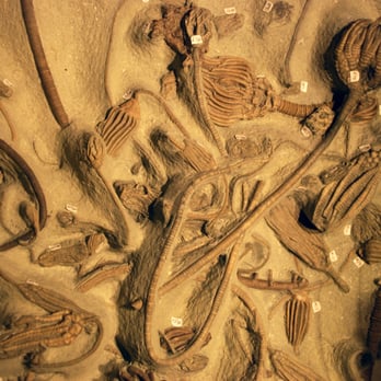 Wyoming Dinosaur Center - Echinoderms, 340 million years old - Museums Near Me - Thermopolis, Wyoming Wyoming Dinosaur Center - Echinoderms, 340 million years old - Museums Near Me - Thermopolis, Wyoming