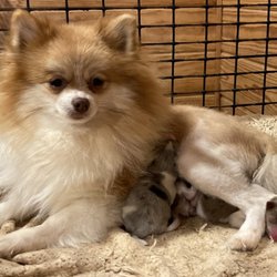 Precious Puppy Paws - Itsy and babies
