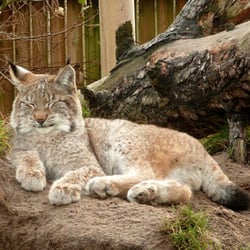 Blåvand Zoo - Luchs