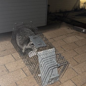 Lookout  Pest Solutions - Caught in the act... - Pest Control Near Me