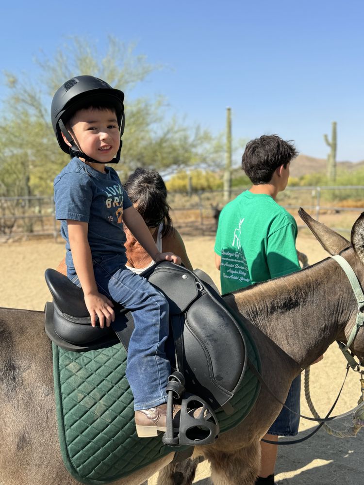 The Donkeys Of The Heart Logo