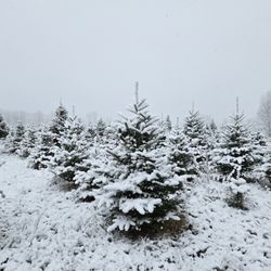 Goodman's Christmas Tree Farm