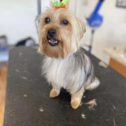Smoochie Pooch - Pet Groomers in Crown Point