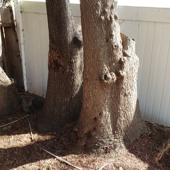 Big Branch Tree Service - Three big yuccas before removal - Tree Services Near Me - San Diego, California Big Branch Tree Service - Three big yuccas before removal - Tree Services Near Me - San Diego, California