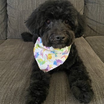 Spoiled Paws Grooming - Black Maltipoo - Pet Groomers Near Me - Long Beach, California Spoiled Paws Grooming - Black Maltipoo - Pet Groomers Near Me - Long Beach, California