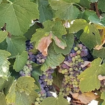 The Wine Wrangler - Wine Tours Near Me The Wine Wrangler - Wine Tours Near Me