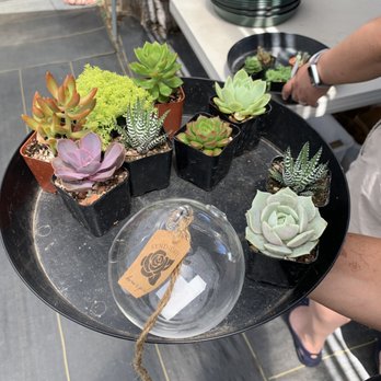 Evergreen Farm - 2inch pots for $2! - Nurseries & Gardening Near Me - San Jose, California Evergreen Farm - 2inch pots for $2! - Nurseries & Gardening Near Me - San Jose, California