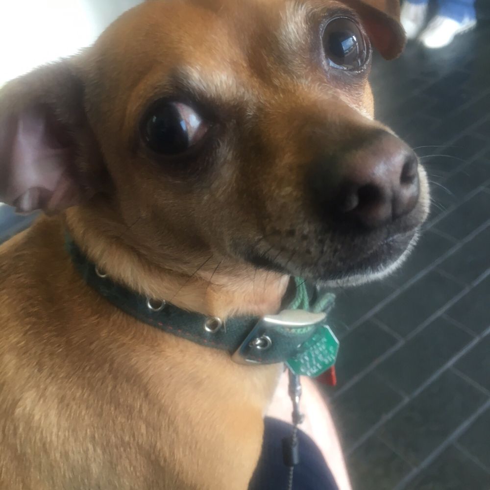 Sweet pup is healthy and happy Sweet pup is healthy and happy