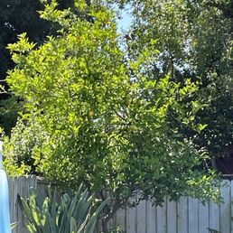 Lemon tree - before