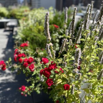Metropolitan Garden Design - a row of red flowers - Landscape Architects or Designers Near Me - New York, New York Metropolitan Garden Design - a row of red flowers - Landscape Architects or Designers Near Me - New York, New York