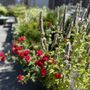 Photo of Metropolitan Garden Design