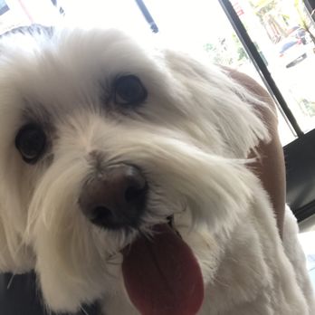 Dog Wash N' Go - Pet Sitting Near Me - Brooklyn, New York Dog Wash N' Go - Pet Sitting Near Me - Brooklyn, New York