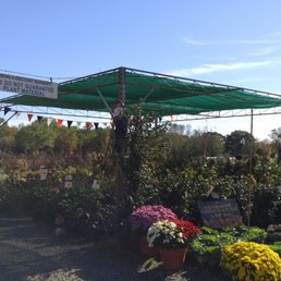 Some nice deals on plants, shrubs and trees Some nice deals on plants, shrubs and trees