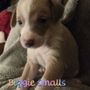 Photo of Buy Bulldogs Pups