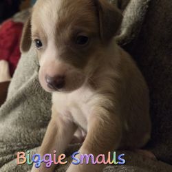 Buy Bulldogs Pups