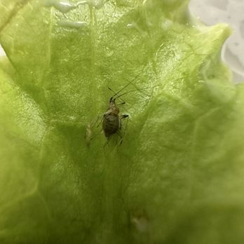 Calif Chicken Cafe - There are bugs in their lettuce. I usually eat their Chinese Chicken Salad all the time. But not anymore. - Cafes Near Me - El Segundo, California Calif Chicken Cafe - There are bugs in their lettuce. I usually eat their Chinese Chicken Salad all the time. But not anymore. - Cafes Near Me - El Segundo, California