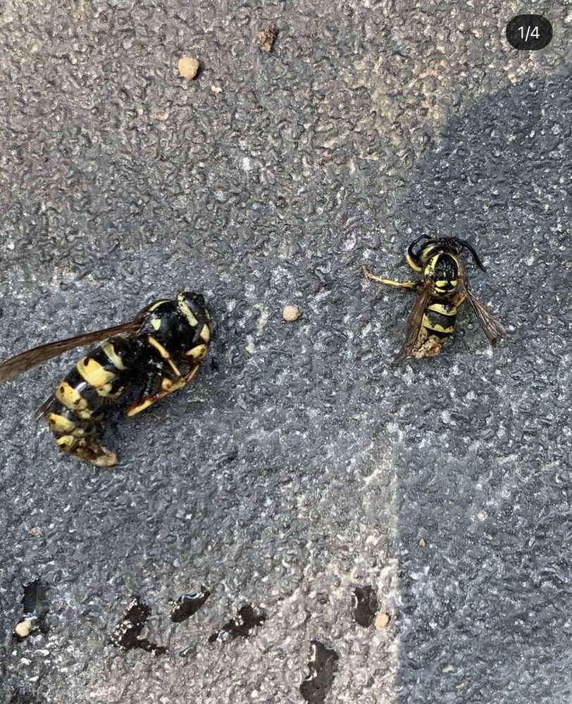 BEST PEST CONTROL 96 Photos & 15 Reviews Brewster, New York Pest