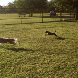 My rescue Cairn Terrier, Lucky, having a ball with all his new friends at the park today! Afternoons are the best, temp-wise :) My rescue Cairn Terrier, Lucky, having a ball with all his new friends at the park today! Afternoons are the best, temp-wise :)