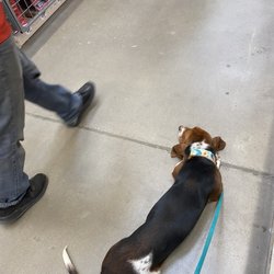 Lisa's K-9 Kids - People walking past at home depot
