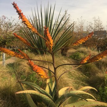 Tongva Park - Gorgeous drought resistant plants - Parks Near Me - Santa Monica, California Tongva Park - Gorgeous drought resistant plants - Parks Near Me - Santa Monica, California