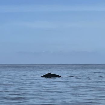 Trilogy Excursions - Baby humpback - Snorkeling Near Me - Lahaina, Hawaii Trilogy Excursions - Baby humpback - Snorkeling Near Me - Lahaina, Hawaii