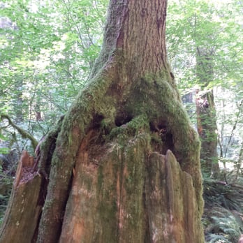 Snoqualmie Falls - A tree growing over a stump - Parks Near Me - Snoqualmie, Washington Snoqualmie Falls - A tree growing over a stump - Parks Near Me - Snoqualmie, Washington