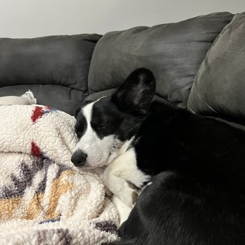The Perfect Corgi - Corgi - Pet Adoption Near Me The Perfect Corgi - Corgi - Pet Adoption Near Me
