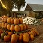 Photo of R A M Farms Pumpkin Patch and Corn Maze
