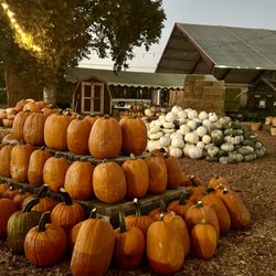 R A M Farms Pumpkin Patch and Corn Maze - Open daily through Oct. 31