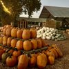 R A M Farms Pumpkin Patch and Corn Maze gift card