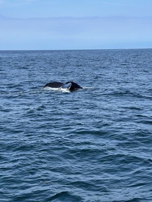 Hyannis Whale Watcher Cruises by null