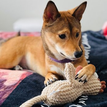 Lori Hamilton Dog Training - Pet Training Near Me - Los Gatos, California Lori Hamilton Dog Training - Pet Training Near Me - Los Gatos, California