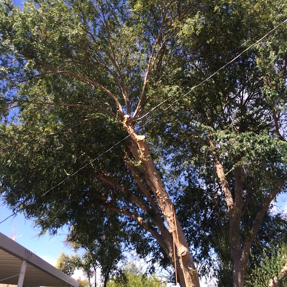 SkyHook tree climbing trimming removing - Oct 2019 - Tree Services Near Me - Menifee, California SkyHook tree climbing trimming removing - Oct 2019 - Tree Services Near Me - Menifee, California