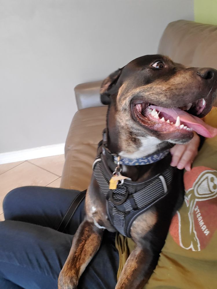 EAST WEST VETERINARY CARE CENTER 29 Photos & 33 Reviews 3625 Del