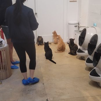 KitTea - Waiting for dinner,  they know what time it is - Pet Adoption Near Me - San Francisco, California
