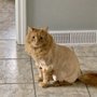 Photo of Feline Fancy Resort & Spa