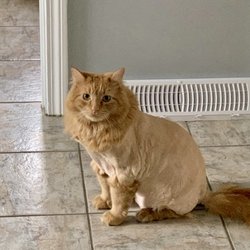 Feline Fancy Resort & Spa - Mick!