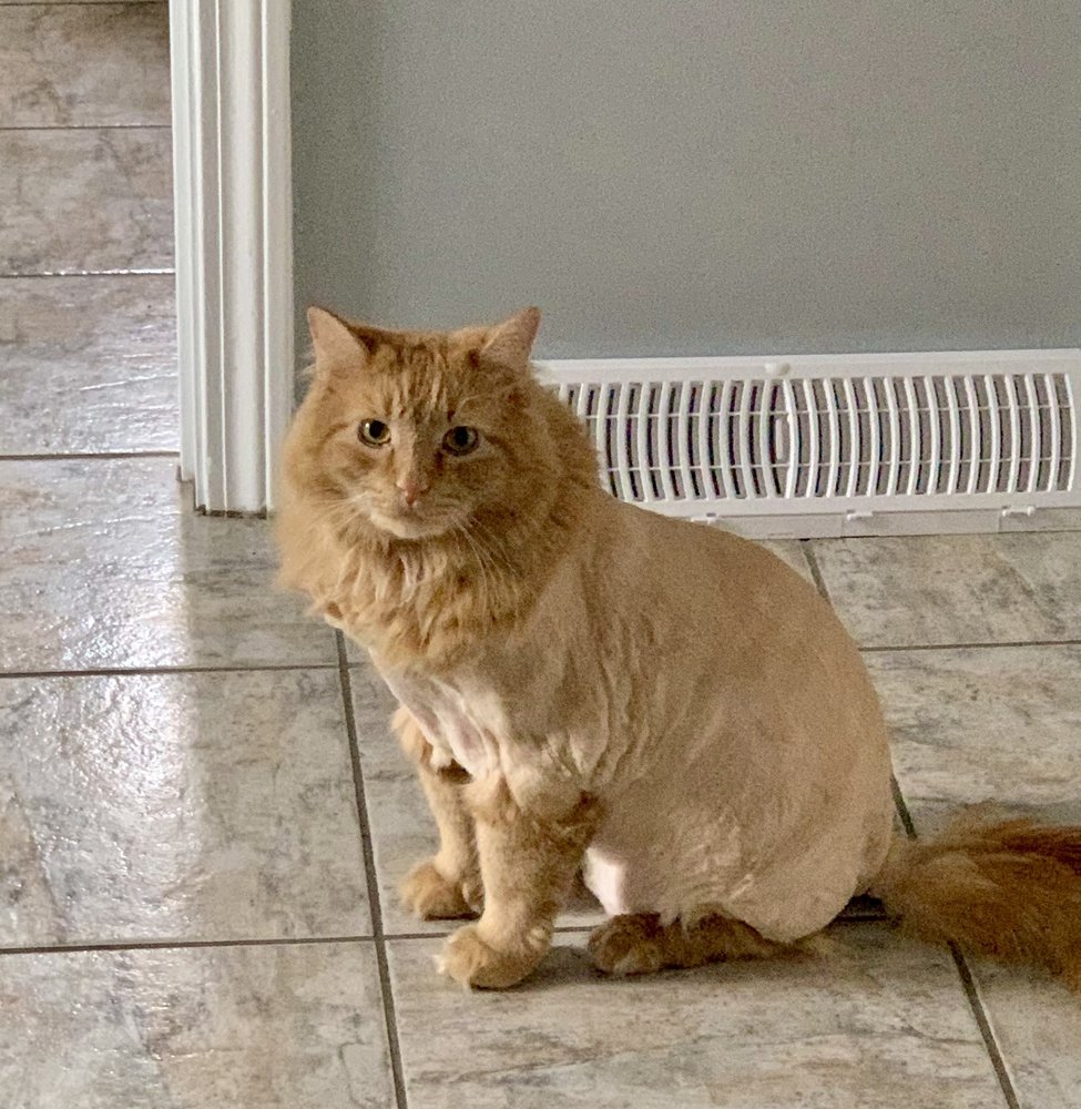 Feline Fancy Resort & Spa - pet boarding facility in Weymouth, MA