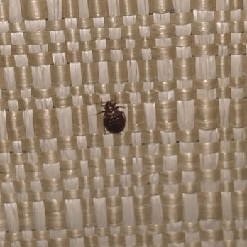 Oceano Inn - Bedbug on headboard - Hotels Near Me - Oceano, California Oceano Inn - Bedbug on headboard - Hotels Near Me - Oceano, California