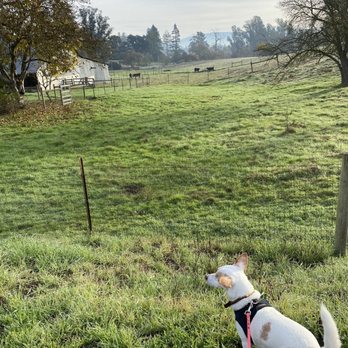 Woof There It Is - Our dog enjoying the beautiful pasture vistas! - Pet Boarding Near Me Woof There It Is - Our dog enjoying the beautiful pasture vistas! - Pet Boarding Near Me