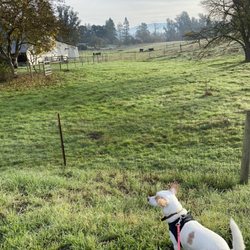 Our dog enjoying the beautiful pasture vistas!