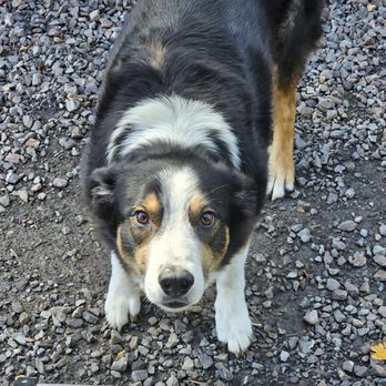 Marina's Animal Adventures - Ford, pet sitting - Pet Training Near Me - Brookings, Oregon