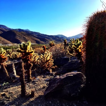Tamarisk Grove Campground - Cactus Loop at Tamarisk Grove - Campgrounds Near Me - Julian, California