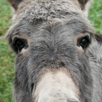 Prickings-Hof - Kids Activities Near Me - Haltern am See, NW Prickings-Hof - Kids Activities Near Me - Haltern am See, NW