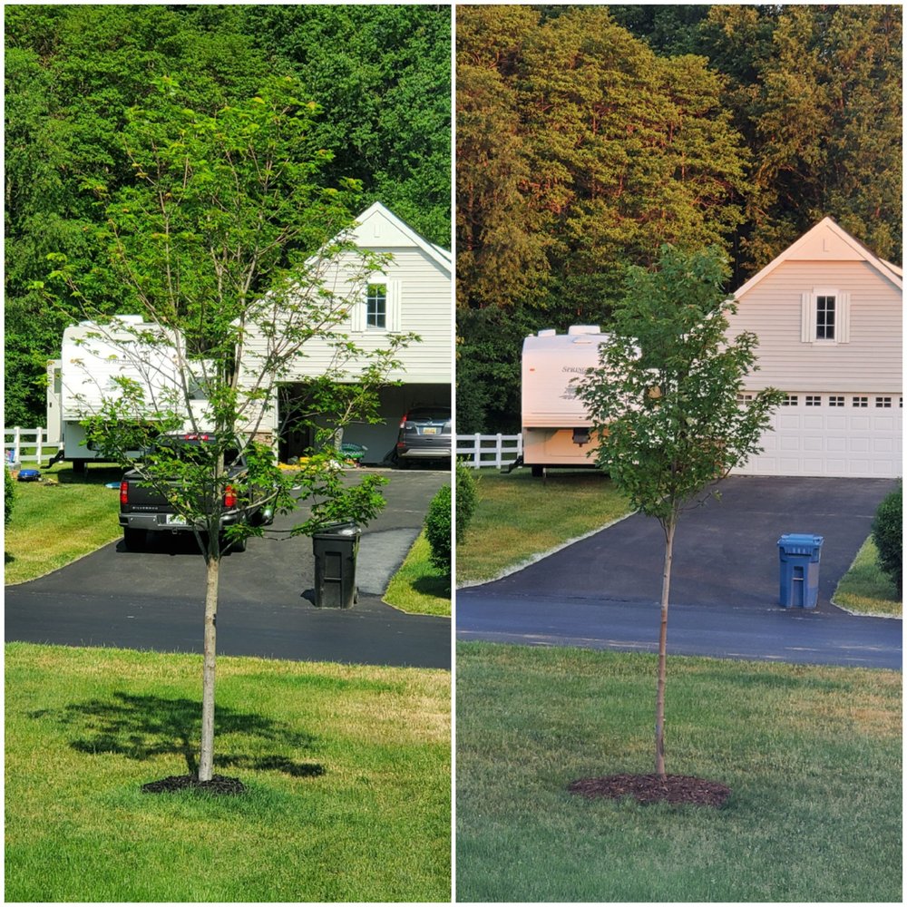 Image of Steensma Lawn and Garden lush green lawn
