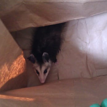 Don's Drop Dead Pest Control - What a surprise to find this little guy on what we were expecting to be a normal rodent inspection! - Pest Control Near Me - Altadena, California