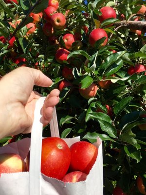 Showalter’s Orchard & Greenhouse by null