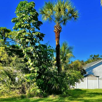 Right Coast Tree Care - (After) - Tree Services Near Me - Melbourne, Florida Right Coast Tree Care - (After) - Tree Services Near Me - Melbourne, Florida